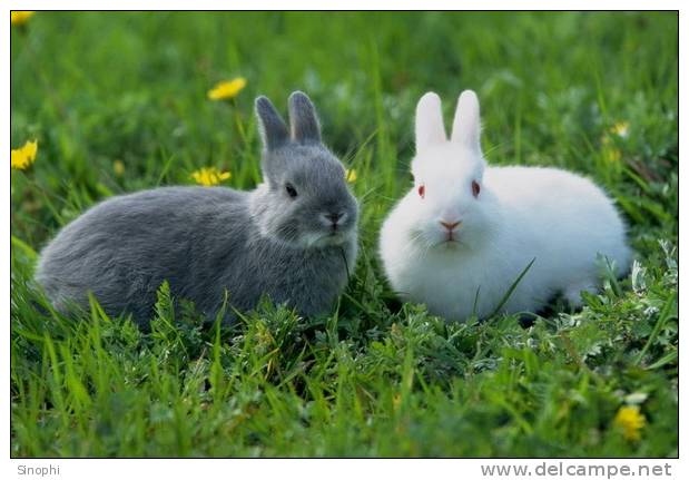 A71-51   @    Rabbits    , ( Postal Stationery , Articles Postaux ) - Conejos