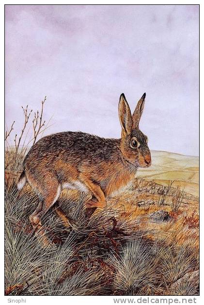 A71-54   @    Rabbits     , ( Postal Stationery , Articles Postaux ) - Conejos