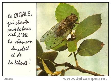 La Cigale Qui Chante Sous Le Beau Ciel D´été La Chanson Du Soleil Et De La Liberté - Insectes