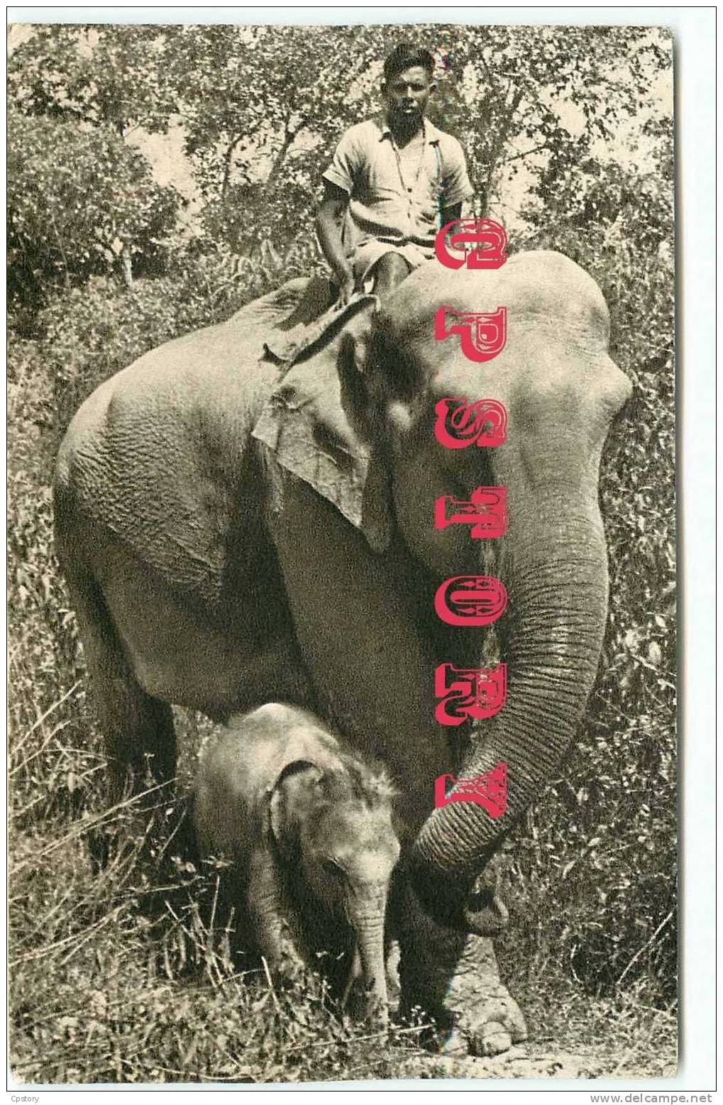 ELEPHANTS Des INDES - Eléphante Et Son Petit - Elephant - Dos Scané - Éléphants