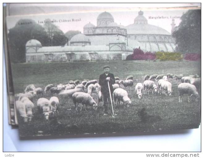 België Belgique Laeken Laken Bij Brussel Herder Schapen Oud - Laeken