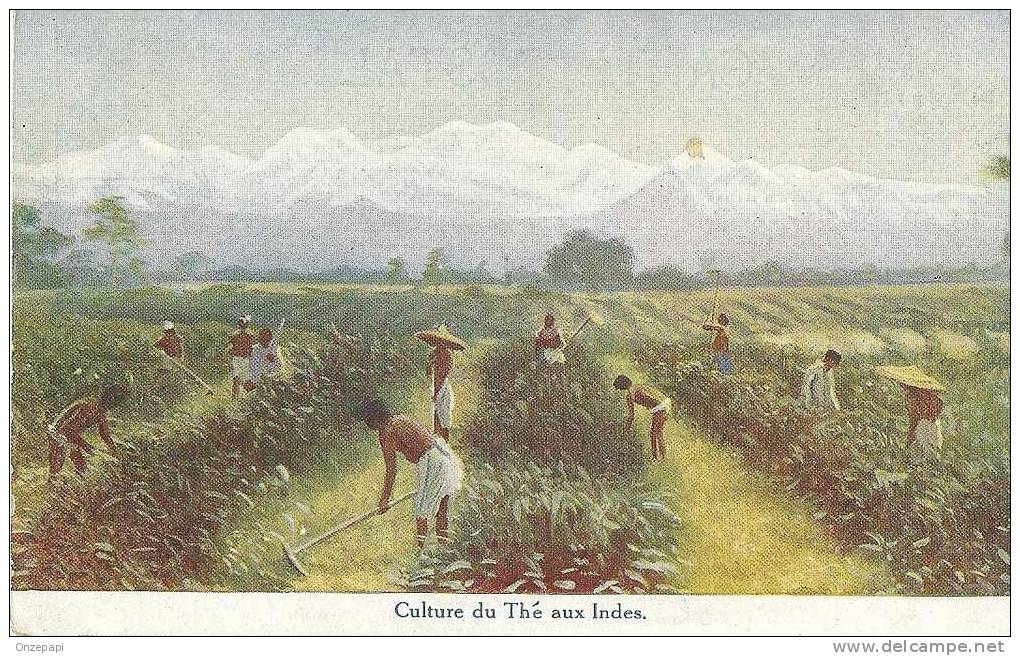 Culture Du Thé Aux Indes - Non Classés