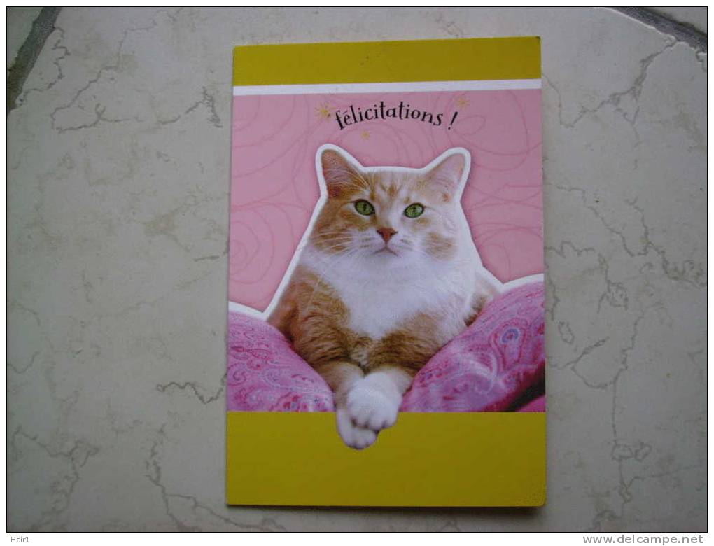 VDS  DOUBLE CARTE POSTALE SUPERBE CHAT AVEC TOUTES SES FELICITATIONS  CHAT-PEAU !!!!! - Cats