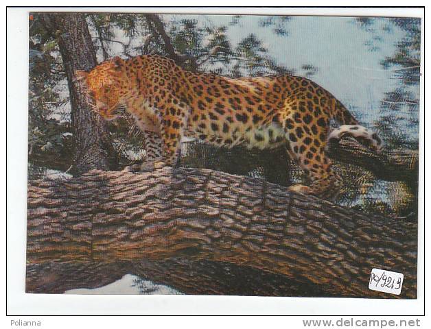 PO9219# Stereoscopica - LEOPARDO  No VG - Stereoscope Cards