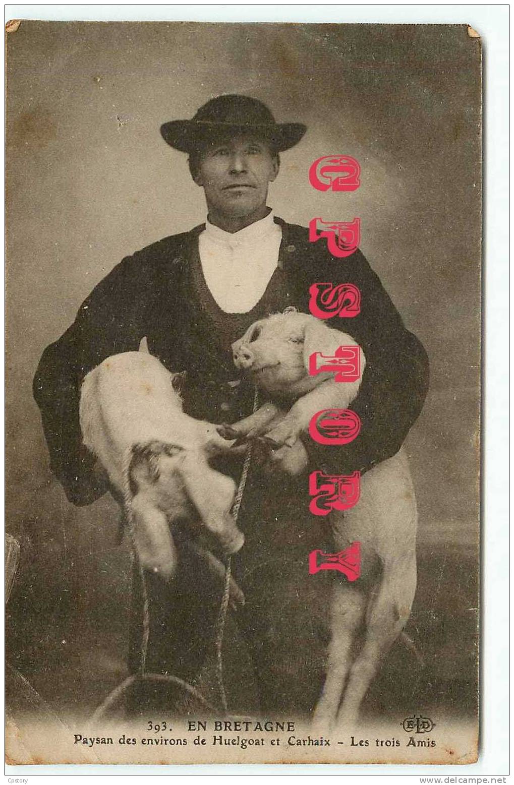 COCHON - PORC - PIG - Dos Scané - Schweine