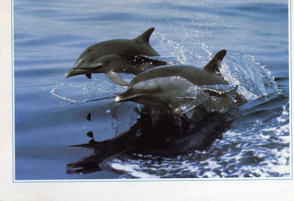 DAUPHINS - Delfines