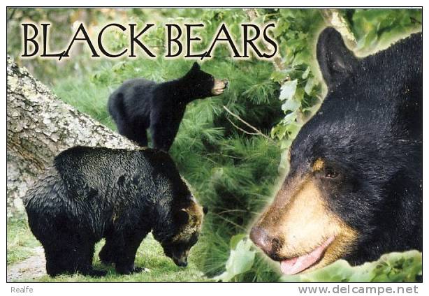 Black Bears Ours Noir - Osos