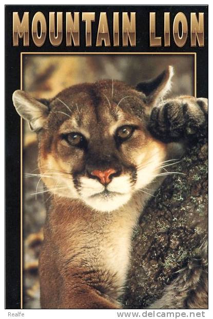 Mountain Lion Cougar Pumas  Sierra Nevada Mountain California - Lions