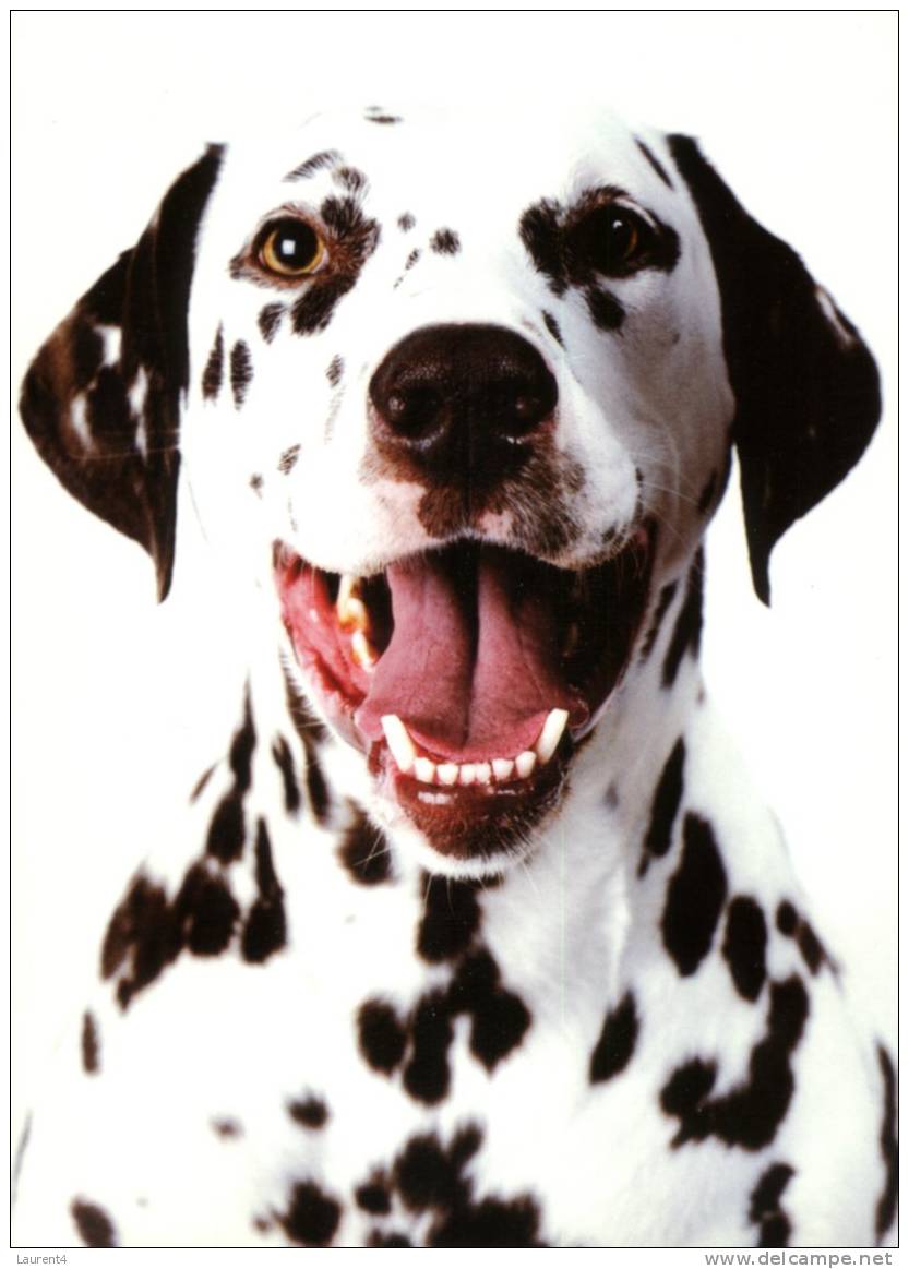 (905) - Dalmatian - Hunde