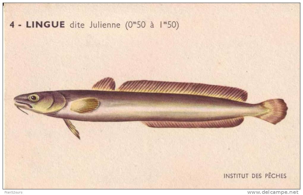 Les Poissons De Boulogne Sur Mer Lingue Ou Julienne Carte Institut Des Pêches - Poissons Et Crustacés