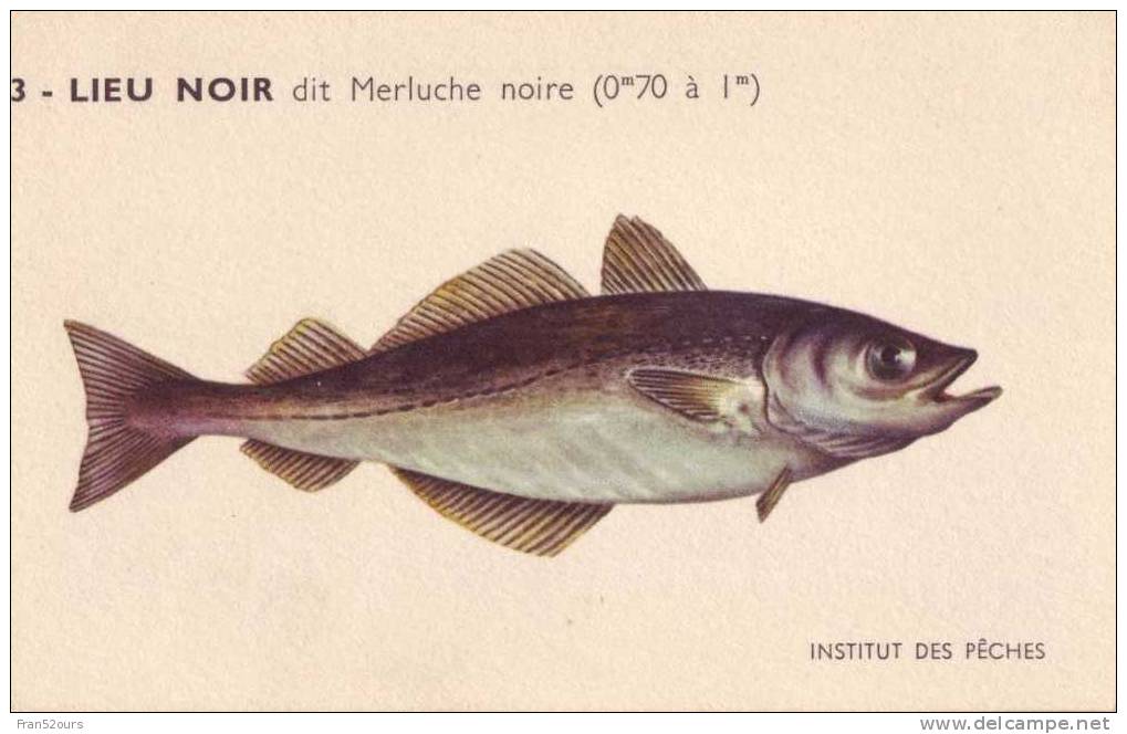 Les Poissons De Boulogne Sur Mer Lieu Noir Carte Institut Des Pêches - Poissons Et Crustacés