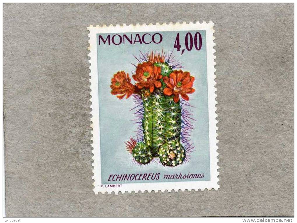 MONACO :  Plante Du Jardin Exotique : Echinocereus Marksianus -Cactées - Fleur - Sukkulenten