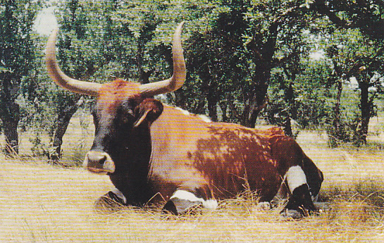 Longhorn At Ease, Y.O. Ranch Near Kerrville, Texas - Named Marlboro Because Appeared On TV Ads For Marlboro Cigarettes - Tauri