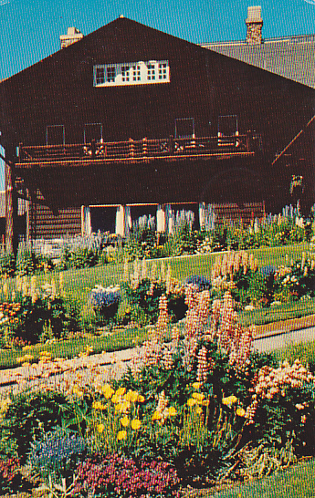 Lupine Blooms In Many Colors At Glacier National Park, Glacier Park Lodge, Montana - Autres & Non Classés