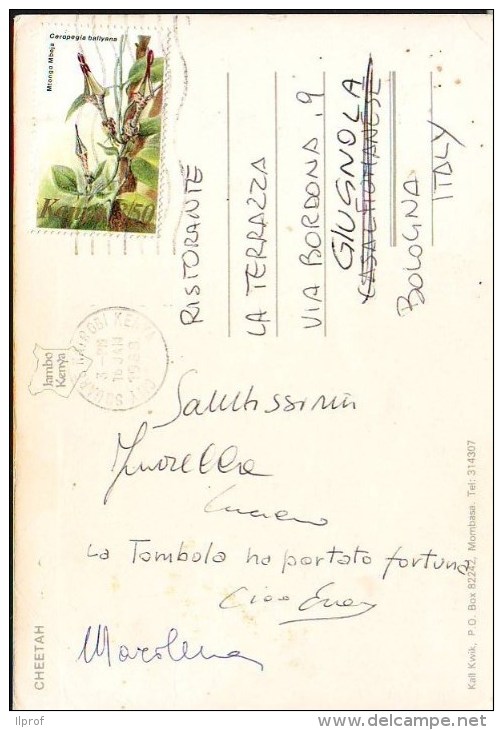 Kenia Francobollo "fiore Ceropegia Ballyana Val. 3,50 Anni 80" Su Cartolina - Kenya (1963-...)