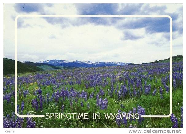 Springtime In Big Horn Mountains Wyoming - Sonstige & Ohne Zuordnung