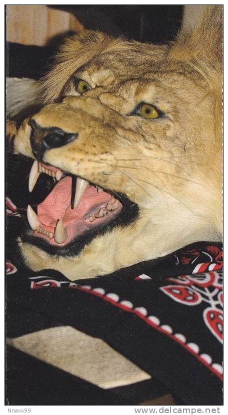 Lion - A Male Lion Specimen Carpet At Kenya, China Mini-postcard - Lions