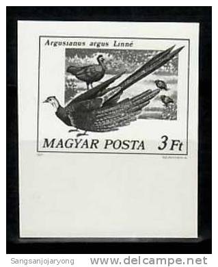 Photo Essay, Hungary Sc2474 Bird, Pheasant - Gallinacées & Faisans