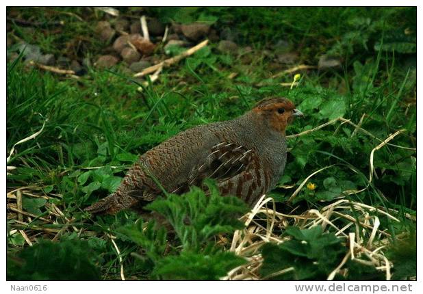 Grey Partridge  Bird    , Postal Stationery -Articles Postaux  (A68-52) - Perdiz Pardilla & Colín