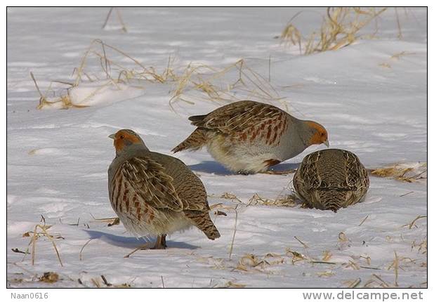 Grey Partridge  Bird    , Postal Stationery -Articles Postaux  (A68-57) - Grey Partridge