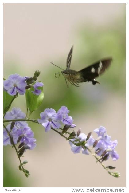 Hummingbird   Bird    , Postal Stationery -Articles Postaux  (A68-62) - Colibris