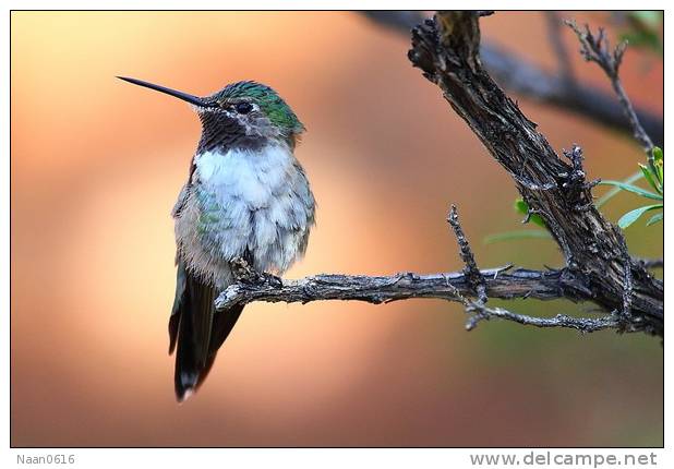 Hummingbird   Bird    , Postal Stationery -Articles Postaux  (A68-63) - Segler & Kolibris