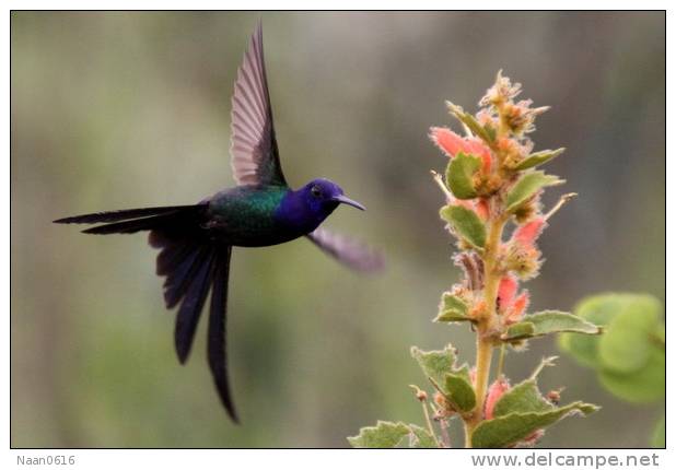 Hummingbird   Bird    , Postal Stationery -Articles Postaux  (A68-64) - Colibris