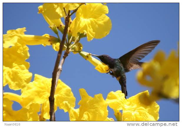 Hummingbird   Bird    , Postal Stationery -Articles Postaux  (A68-67) - Segler & Kolibris
