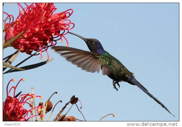 Hummingbird   Bird    , Postal Stationery -Articles Postaux  (A68-68) - Colibrì