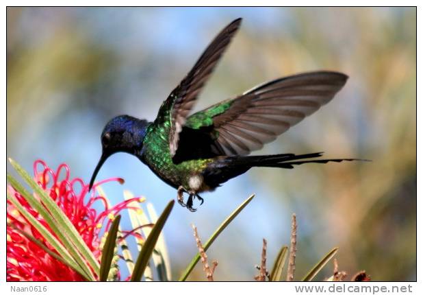 Hummingbird   Bird    , Postal Stationery -Articles Postaux  (A68-69) - Hummingbirds