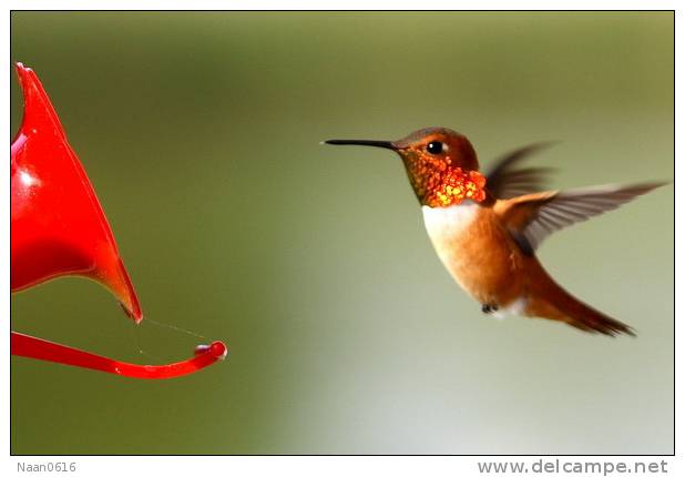 Hummingbird   Bird    , Postal Stationery -Articles Postaux  (A68-71) - Colibris