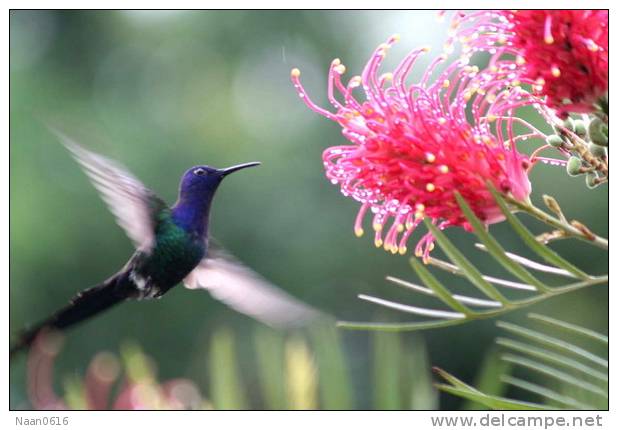 Hummingbird   Bird    , Postal Stationery -Articles Postaux  (A68-72) - Colibris