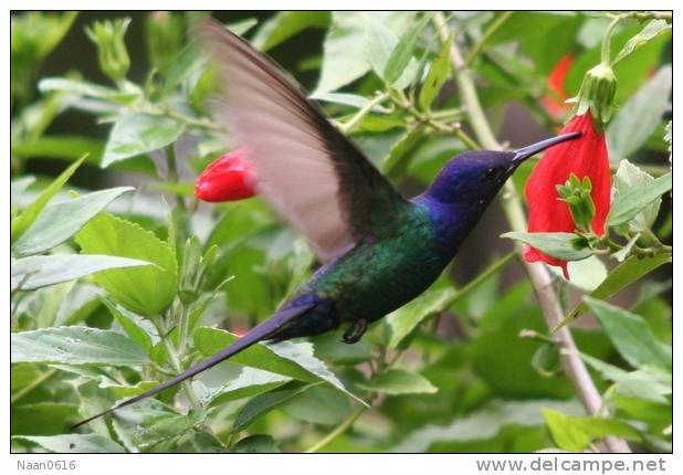 Hummingbird   Bird    , Postal Stationery -Articles Postaux  (A68-73) - Colibris