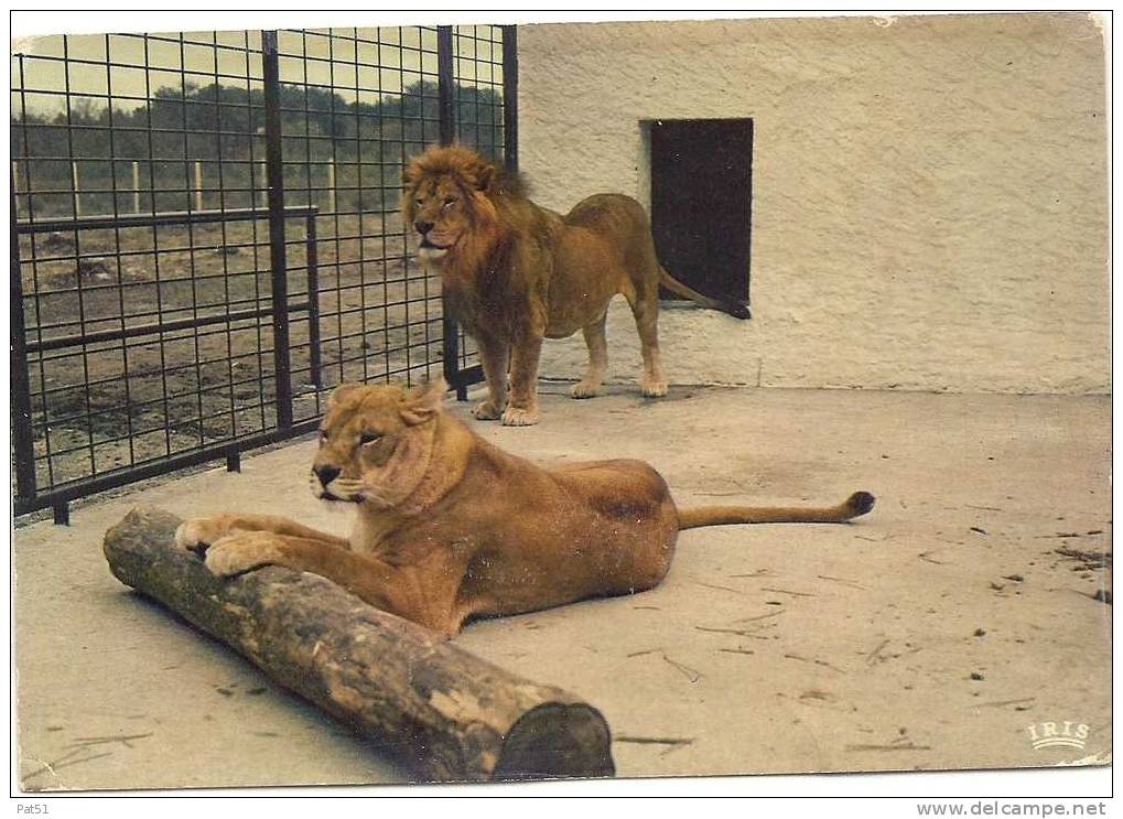 33 - Gujan Mestras : Zoo - Couple De Lions - Gujan-Mestras