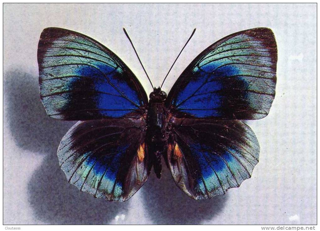 PAPILLONS)   AGRIAS  BEATA  ( Mâle)  ( PEROU) échelle 1,42 - Mariposas