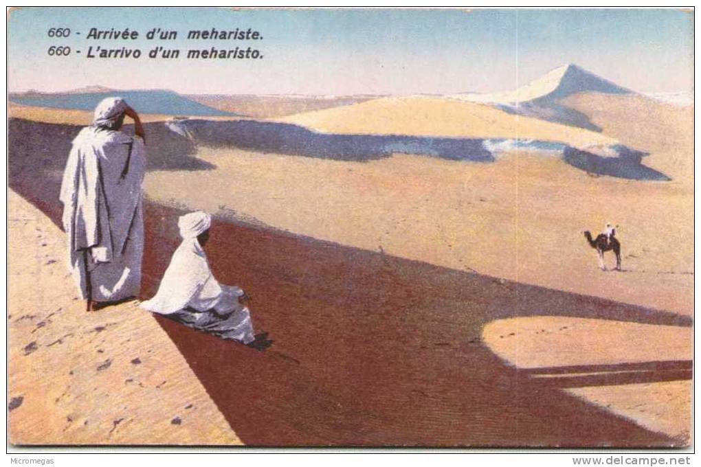 Arrivée D'un Méhariste - Sahara Occidental