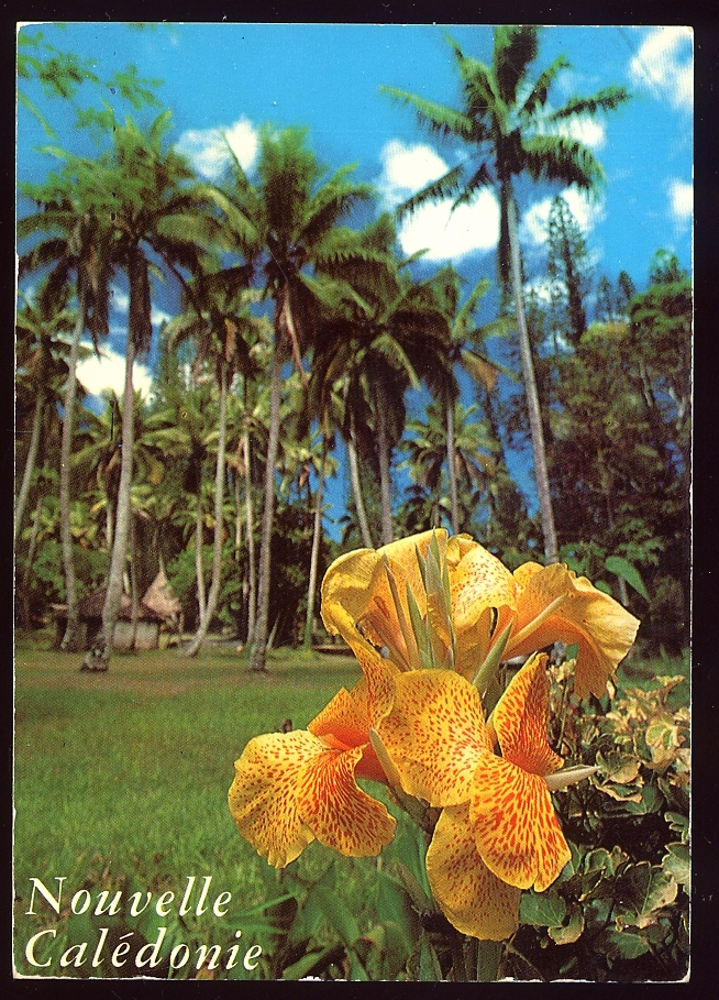 CPM  TRIBU DU PETIT COULLI NOUVELLE CALEDONIE - Nouvelle Calédonie