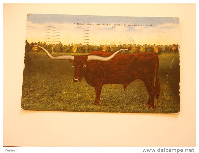 USA -TEXAS Longhorn (Steer)  -cow -ox       D69892 - Altri & Non Classificati