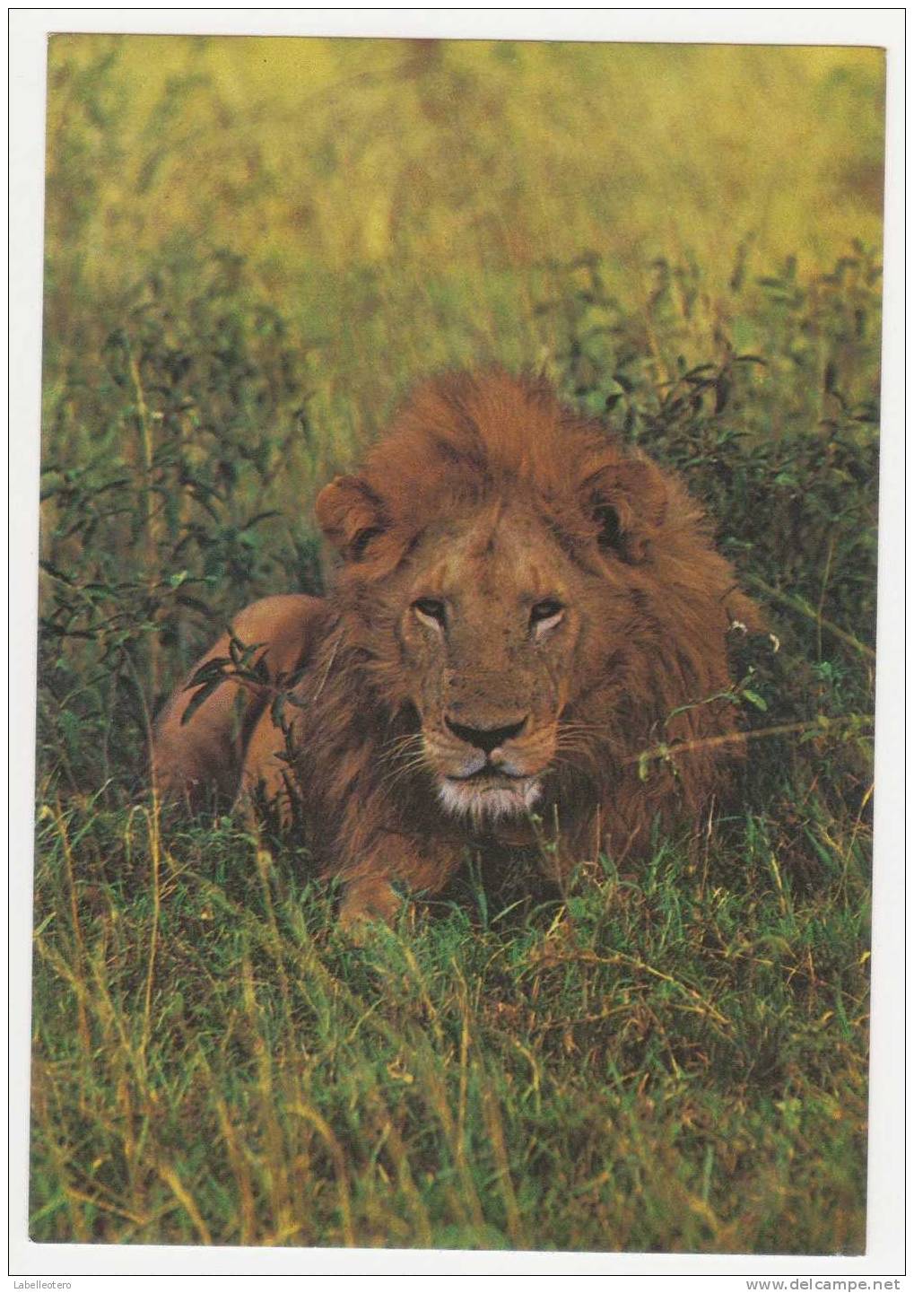 LION AFRIQUE - Lions