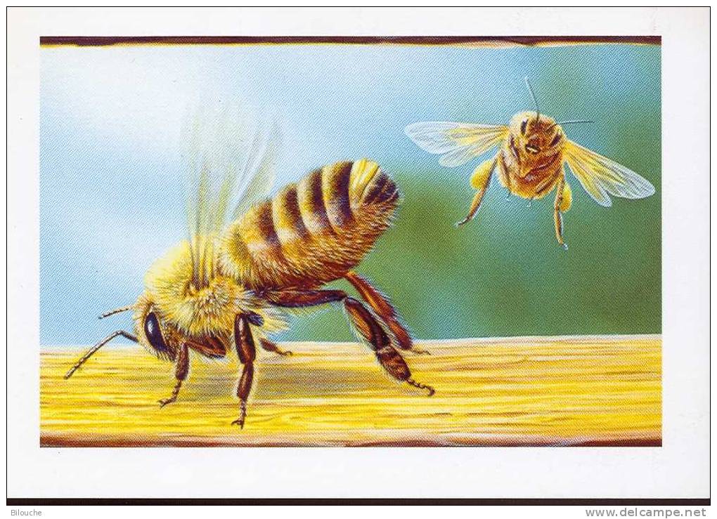 BUZIN / CARTE MAX  BLANCO / SERIE ABEILLE - 1991-2000