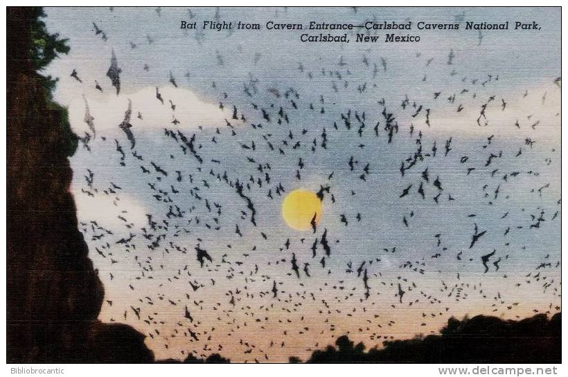 U. S. A. - BAT FLIGHT FROM CAVERN ENTRANCE - CARLSBAD VAVERNS NATIONAL PARK, CARLSBARG, NEW MEXICO - Altri & Non Classificati