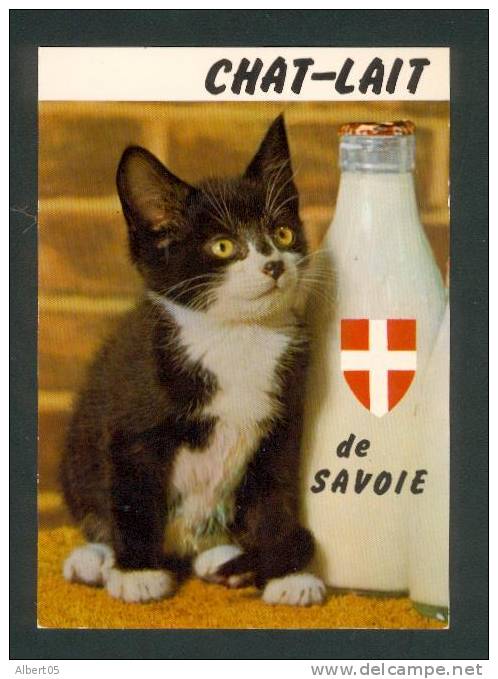 Chat-lait  De Savoie - Gatos