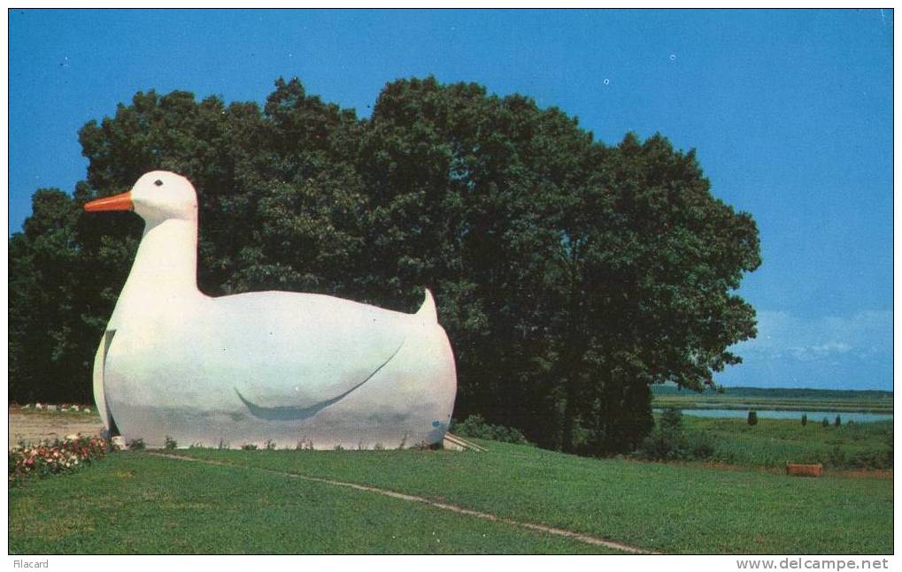 8047    Stati  Uniti     The  Big  Duck  Hampton Bays  Long  Island  N.Y.     VG  1968 - Long Island