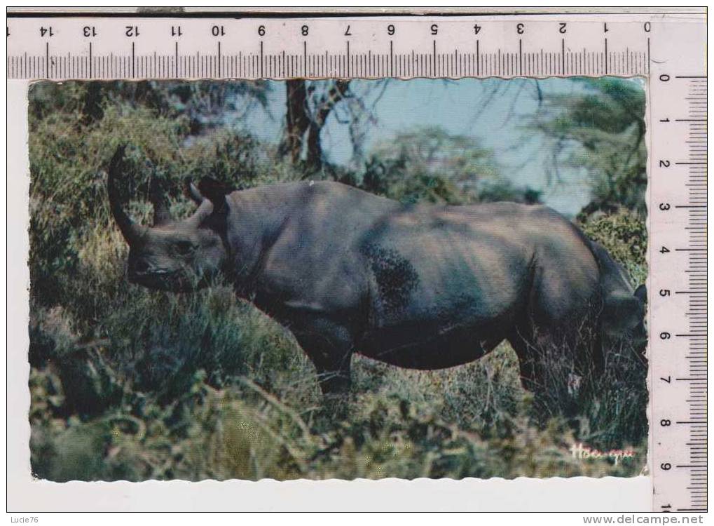 RHINOCEROS  -  Faune Africaine - N°  3003 - Rhinocéros