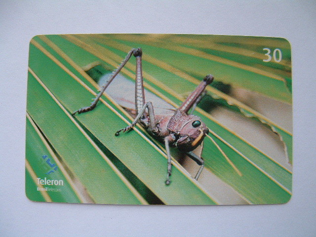 Brazil Phonecard Teleron - Gafanhoto Cortador - Insect Acrididae - Rondonia - Brazilië