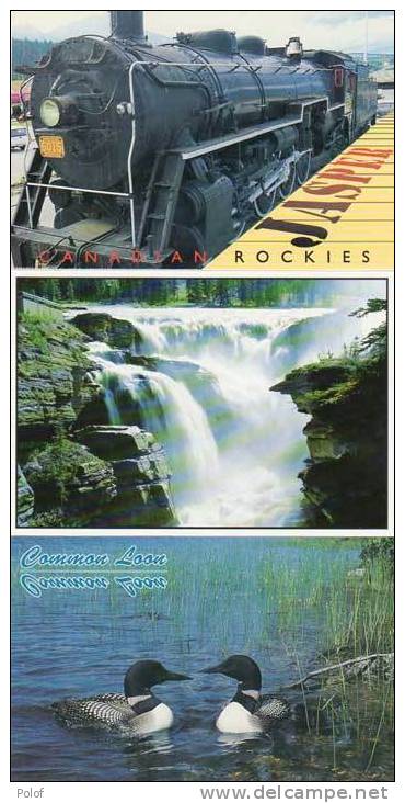 Athabasca Falls - Locomotive 6015 - Common Loons With Young   ...3  Cpm -    (15686) - Cartoline Moderne