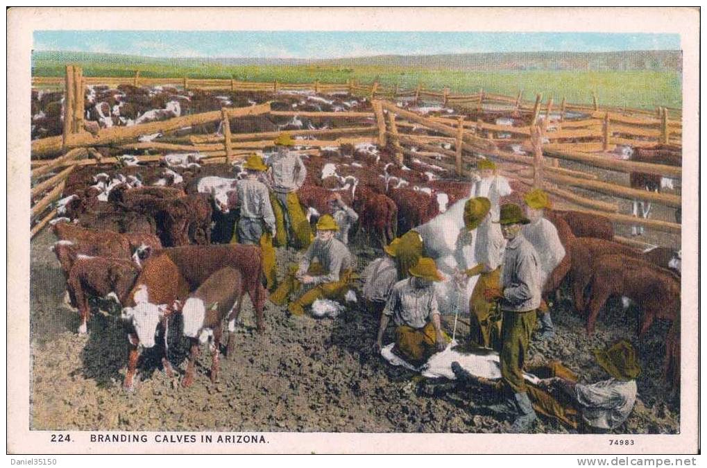 224. BRANDING CALVES IN ARIZONA 74983 CPA écrite Cowboys Vaches BOVINS - Autres & Non Classés