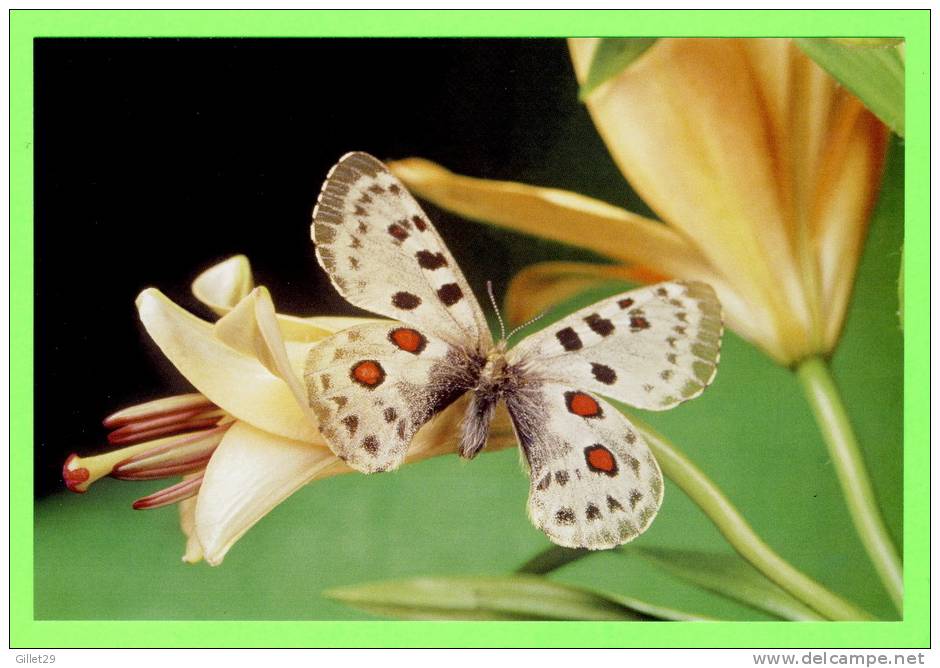 PAPILLON DANS LES FLEURS - - Butterflies