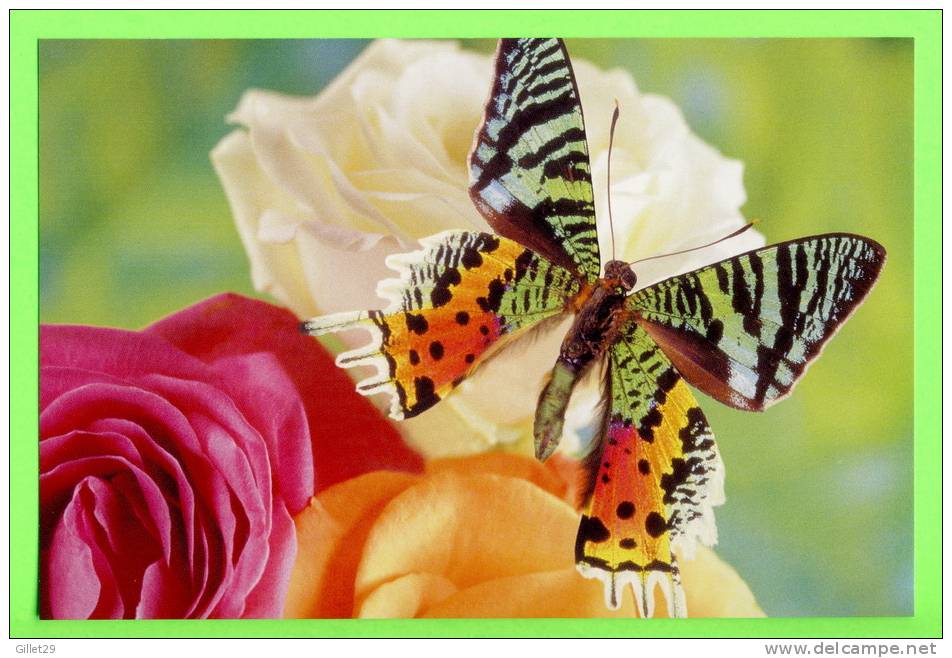 PAPILLON DANS LES FLEURS - - Papillons