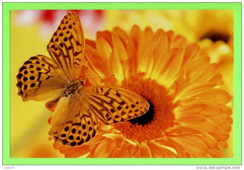PAPILLON DANS LES FLEURS - - Butterflies